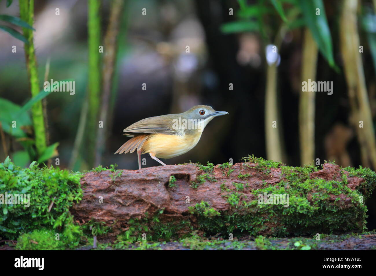 Shorttailed babbler (Malacocincla malaccensis) in Borneo, Malaysia