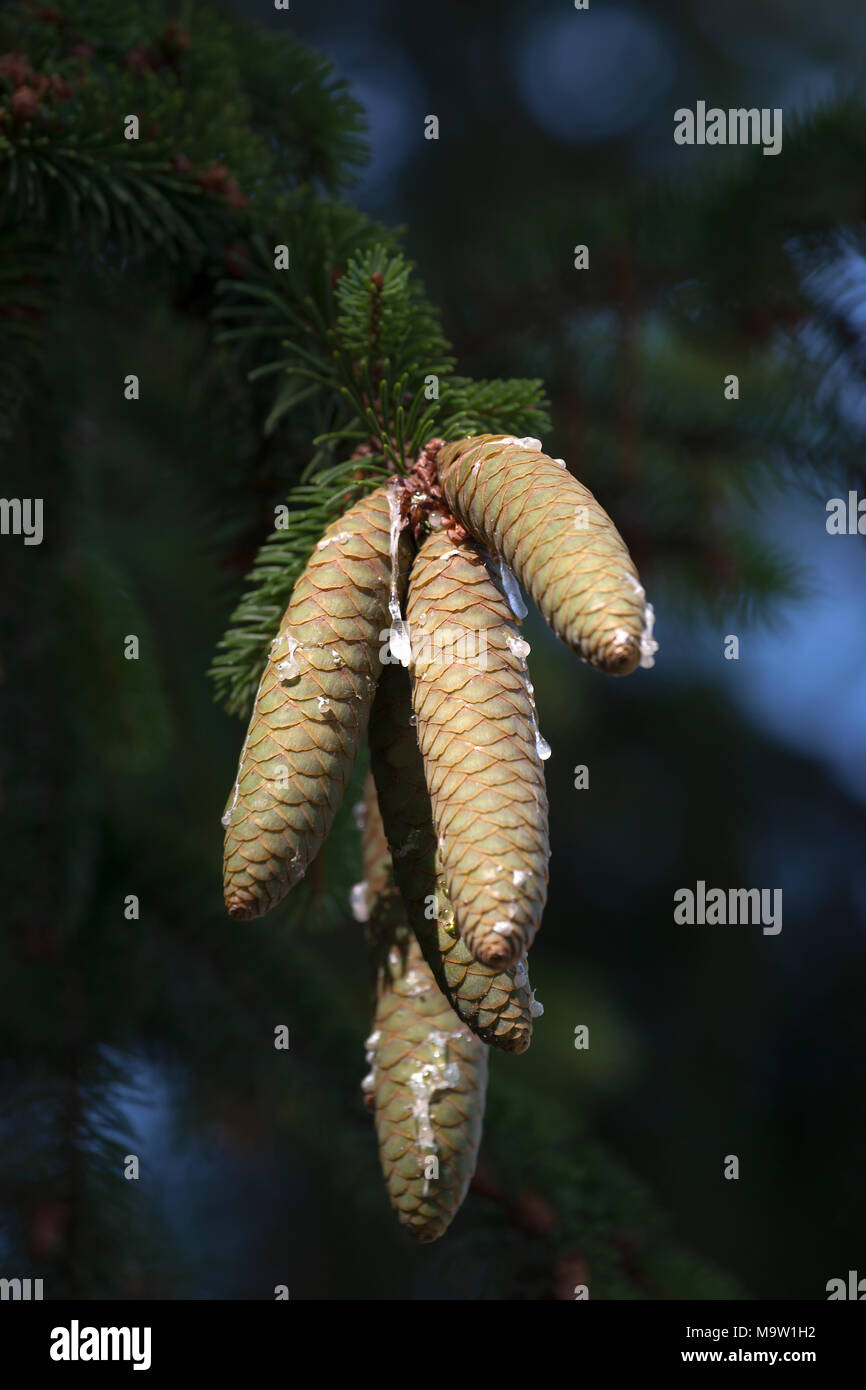 Norway spruce cones (Picea abies). Stock Photo