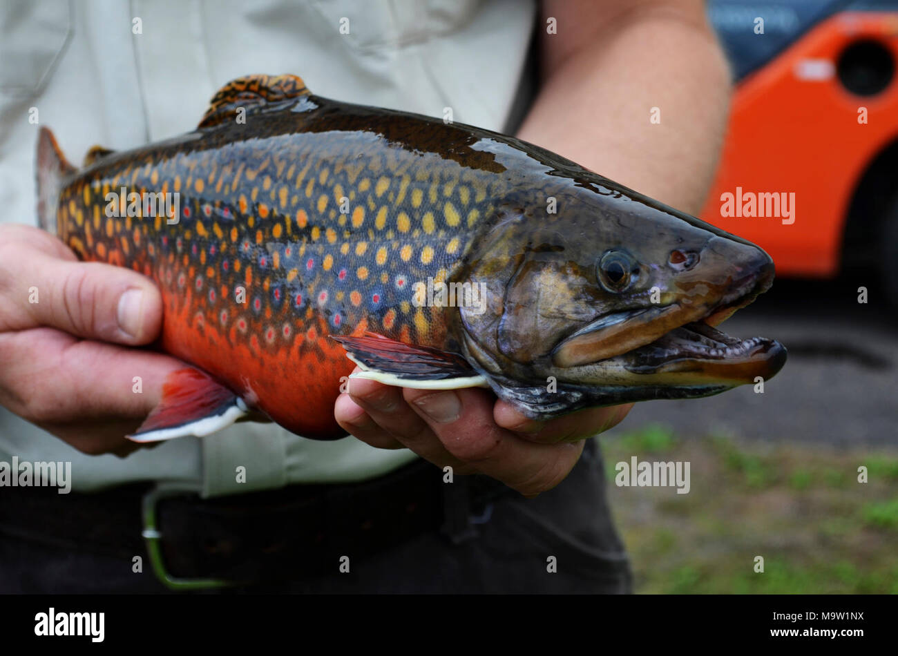 Male Coaster Brook Trout. Male Coaster Brook Trout Stock Photo Alamy