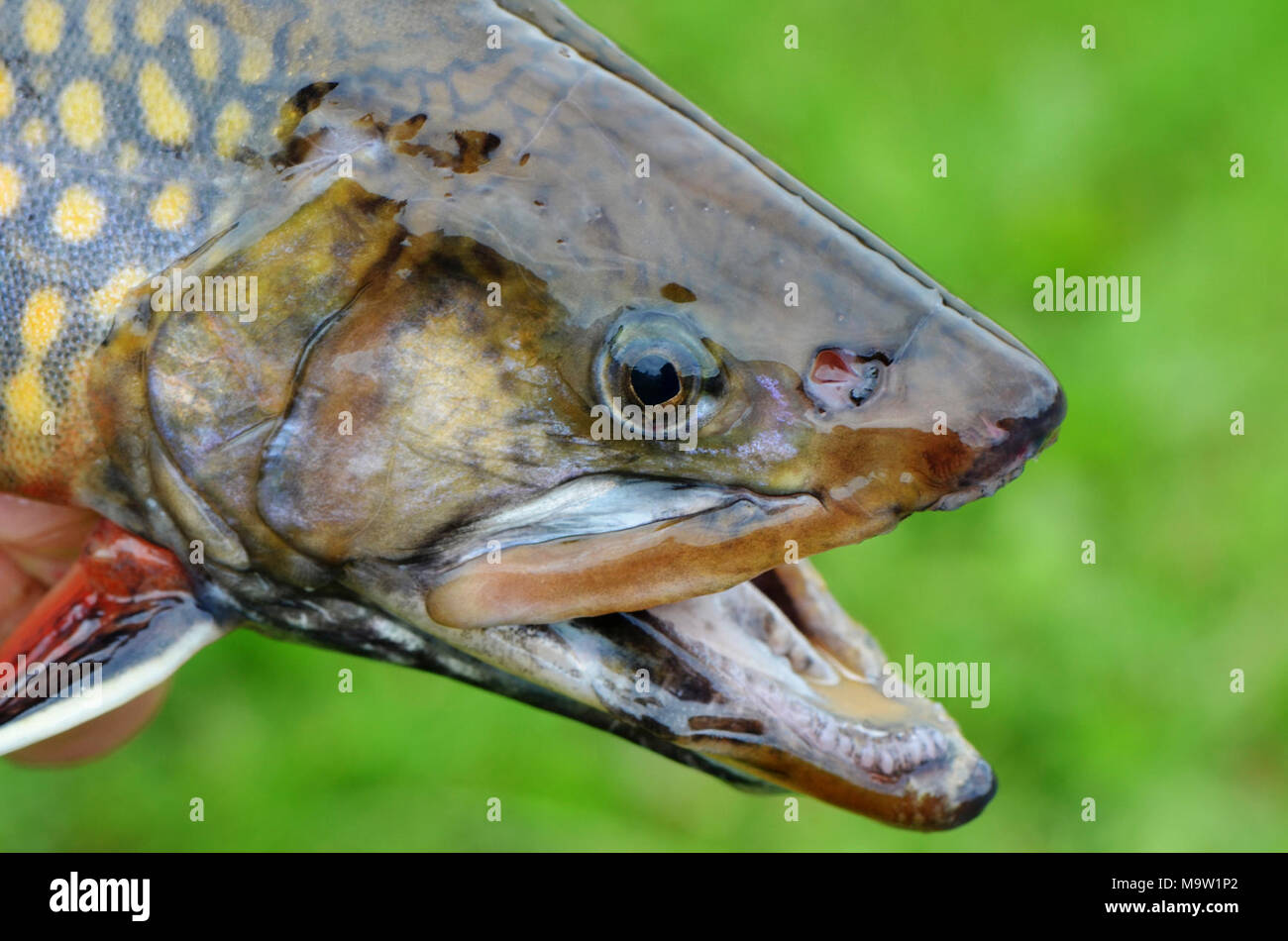 Male Coaster Brook Trout. Male Coaster Brook Trout Stock Photo Alamy