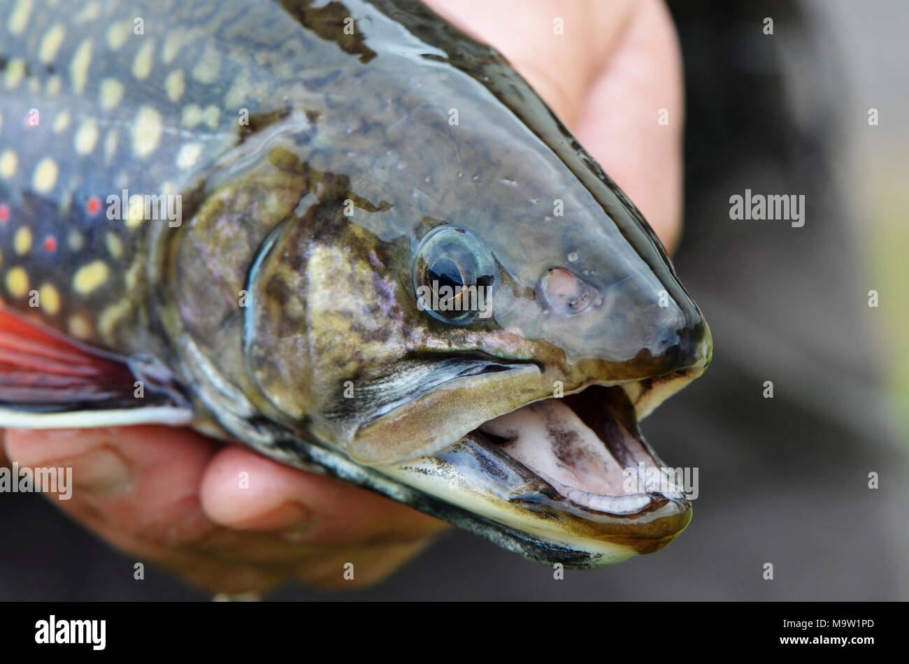 Female Coaster Brook Trout. Female Coaster Brook Trout Stock Photo Alamy