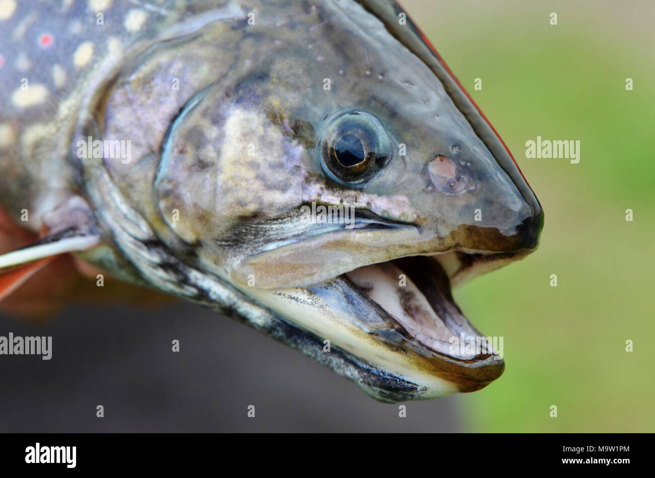 Female Coaster Brook Trout. Female Coaster Brook Trout Stock Photo Alamy