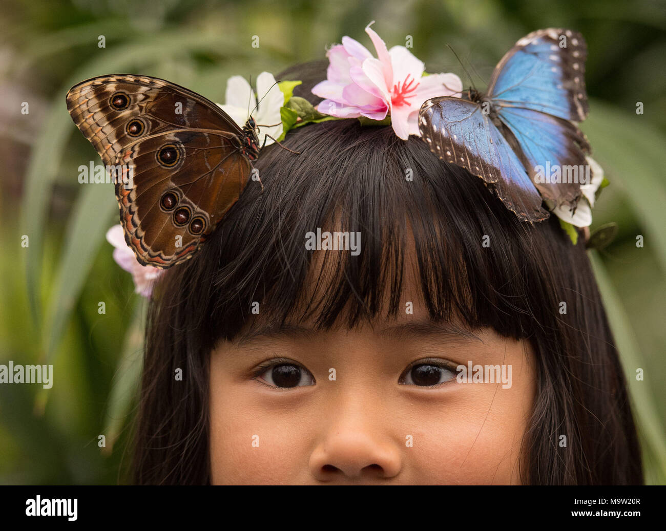 A visitor looks at two Blue Morpho butterflies in the Sensational Butterflies exhibition, at the Natural History Museum, London, which allows visitors to see hundreds of butterflies from Asia, Africa and the Americas. Stock Photo