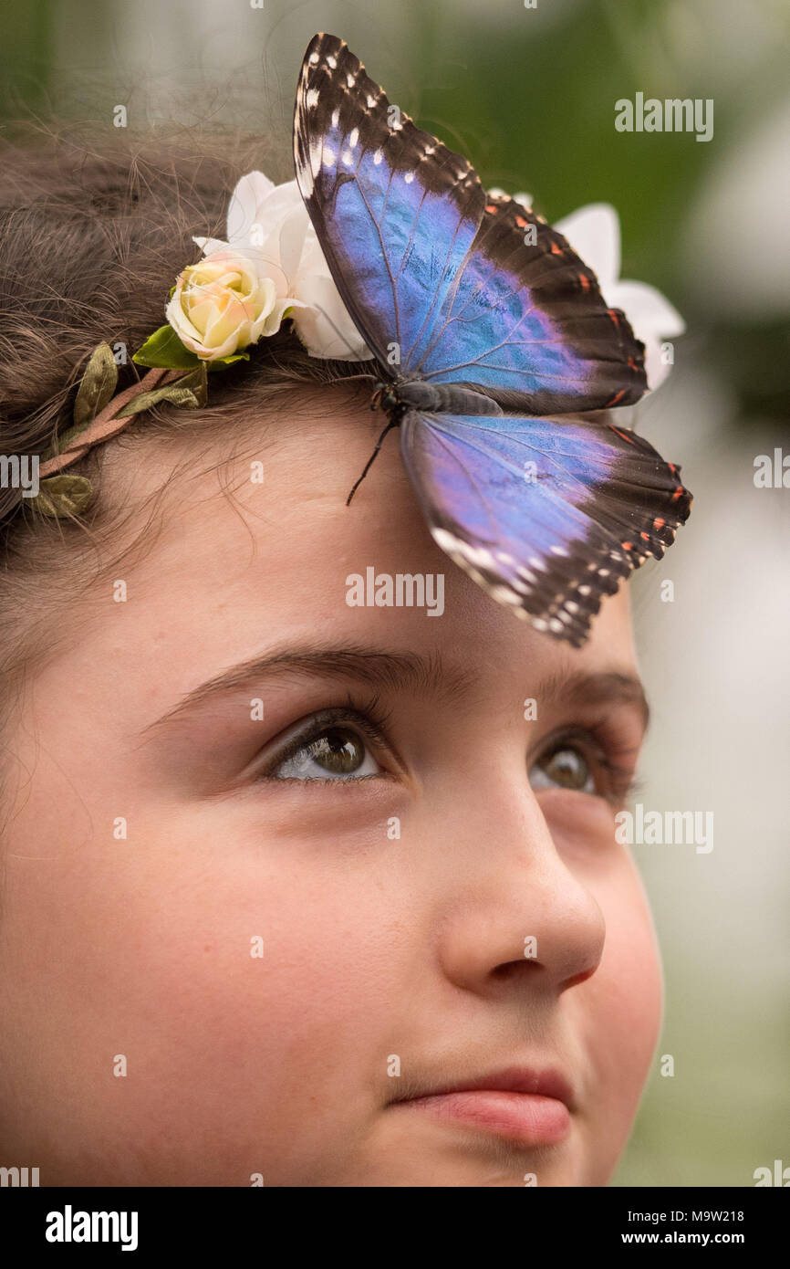Freya, 10, looks at a Blue Morpho butterfly in the Sensational Butterflies exhibition, at the Natural History Museum, London, which allows visitors to see hundreds of butterflies from Asia, Africa and the Americas. Stock Photo