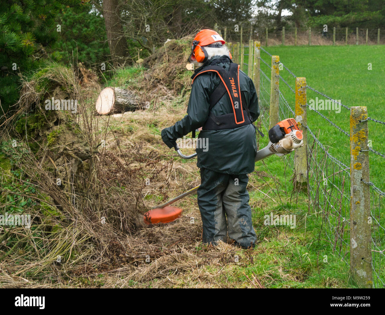 Elderly female volunteer wearing safety clothing using petrol strimmer to strim a newly opened  public footpath Stock Photo