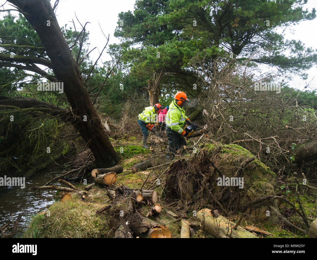 Cutting down conifers growing across footpath hires stock photography