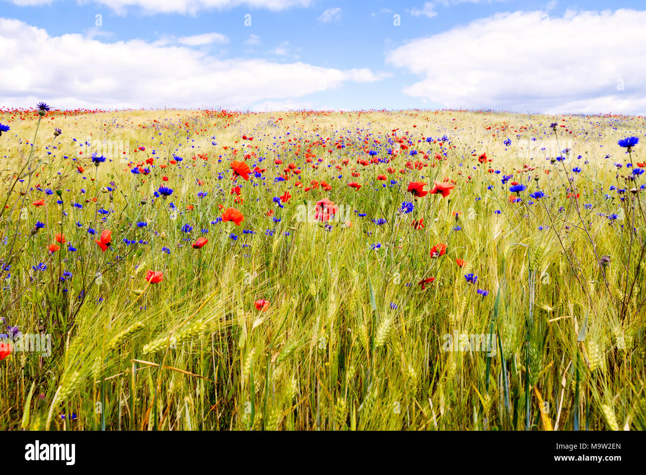 Cornflowers in barley field hi-res stock photography and images - Alamy