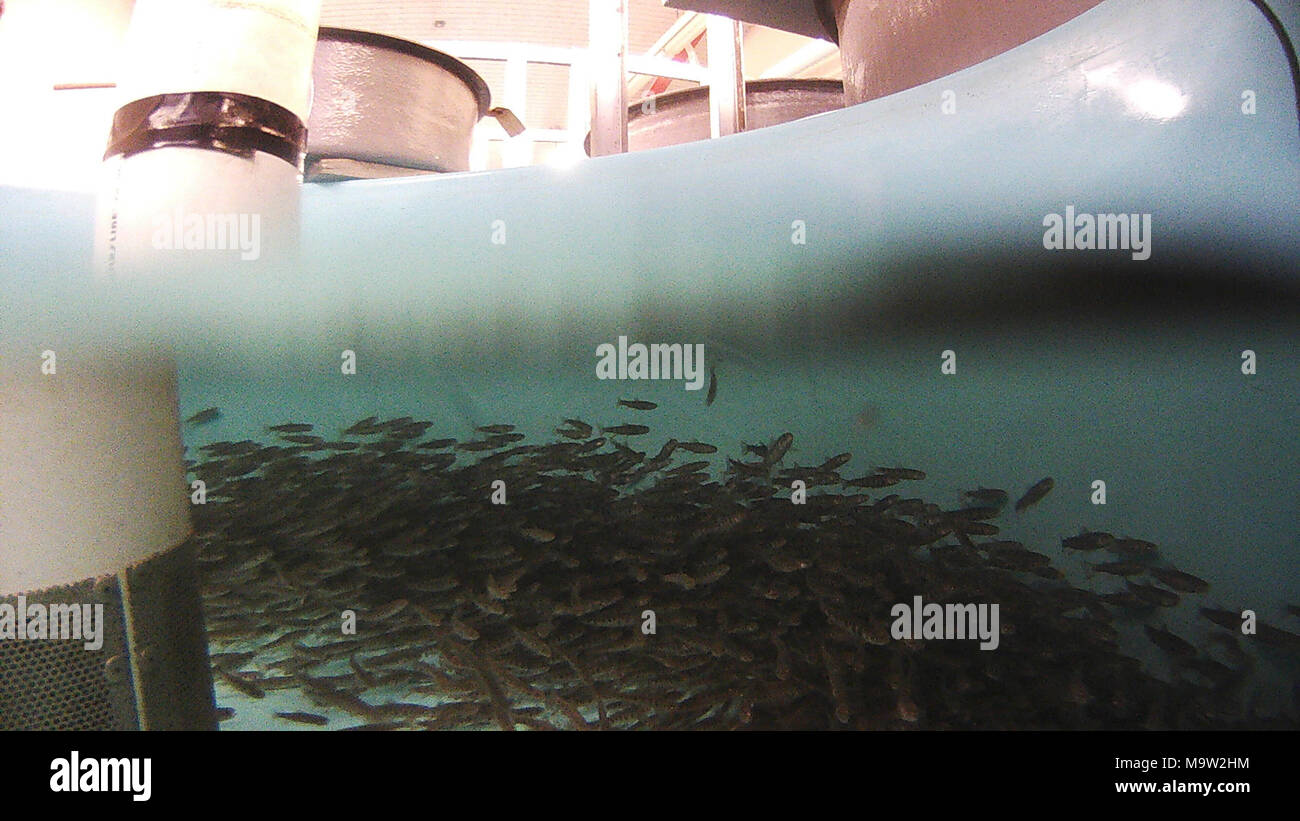 Juvenile Coaster Brook Trout. Juvenile Coaster Brook Trout Stock Photo