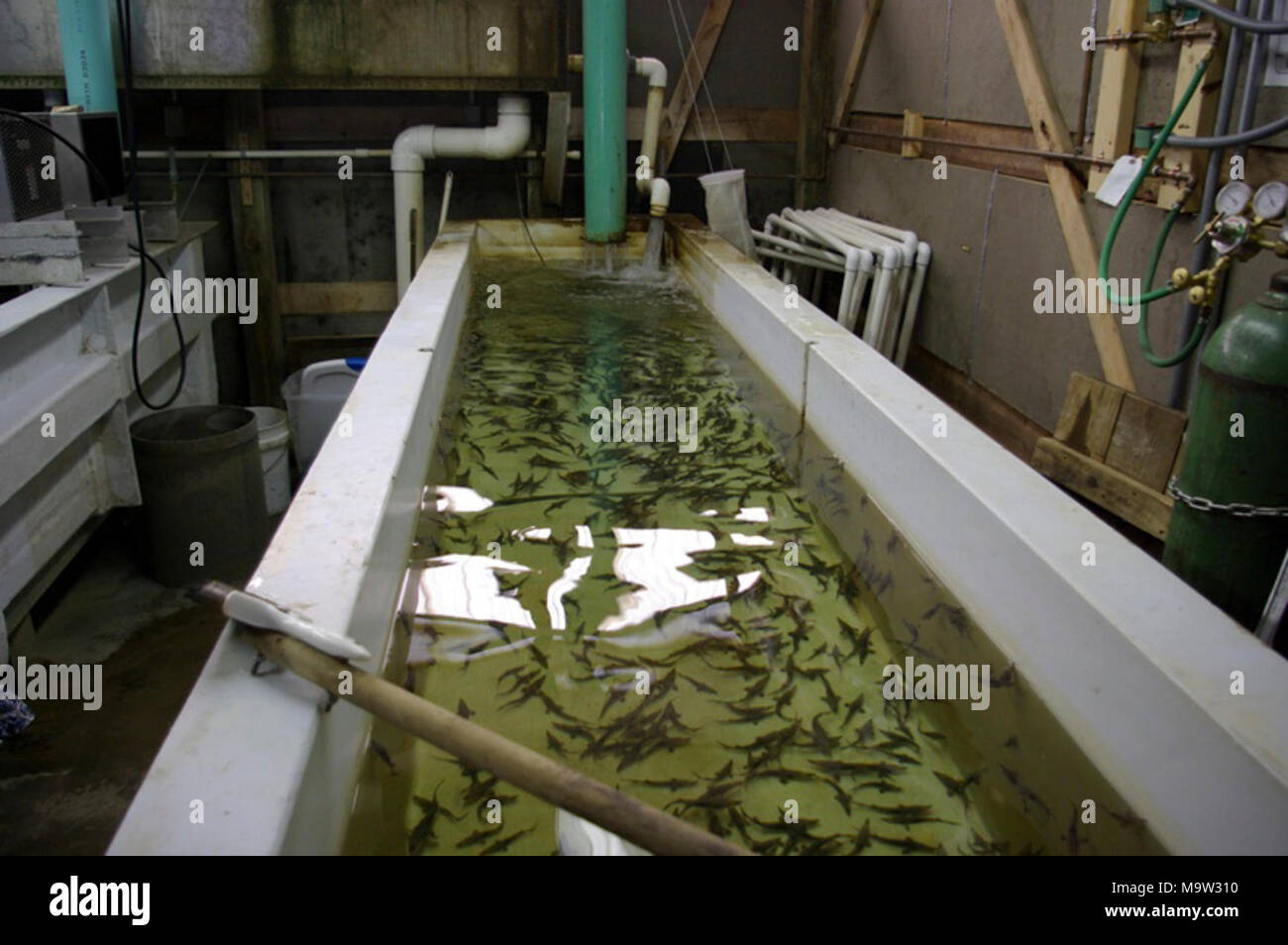 Sturgeon Raised at Genoa National Fish Hatchery. Sturgeon Raised at Genoa National Fish Hatchery Stock Photo