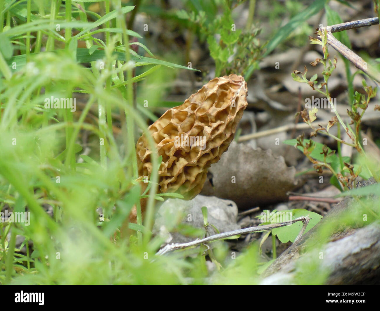 Morel mushroom. Morel mushroom Stock Photo Alamy