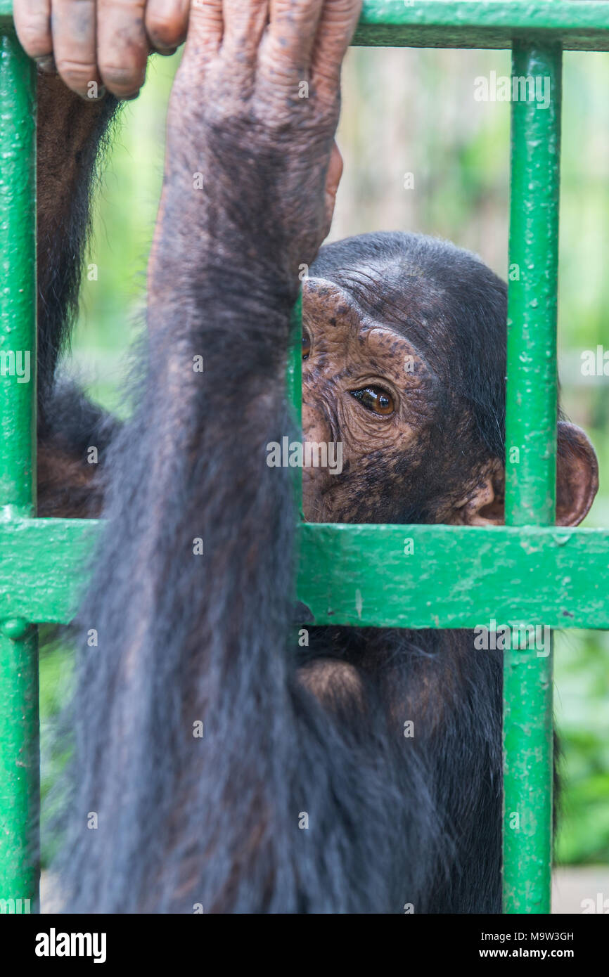 A Chimpanzee in Kumasi zoo, central Ghana. European zoos, such as Colchester Zoo in the UK, have begun a zookeeper consultancy programme to assist the zoo in improving animal welfare and educational recourses at the zoo. It has around 40 different species within the collection, including chimpanzees, an elephant, tortoises, monkeys and crocodiles. Stock Photo