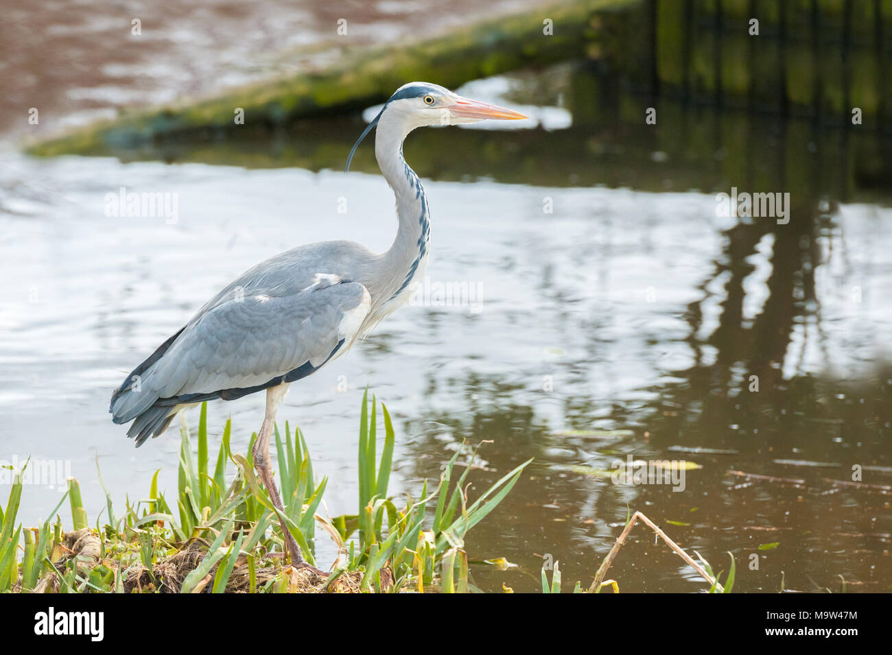 close-up of a motionless grey heron on a riverbank Stock Photo