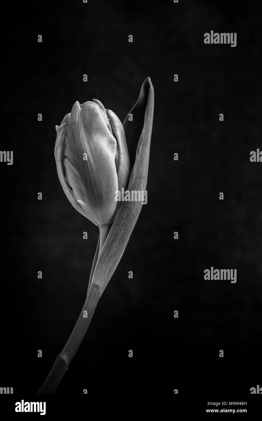 A single tulip stem against a mottled background lit by soft window light. Converted to black and white. Stock Photo