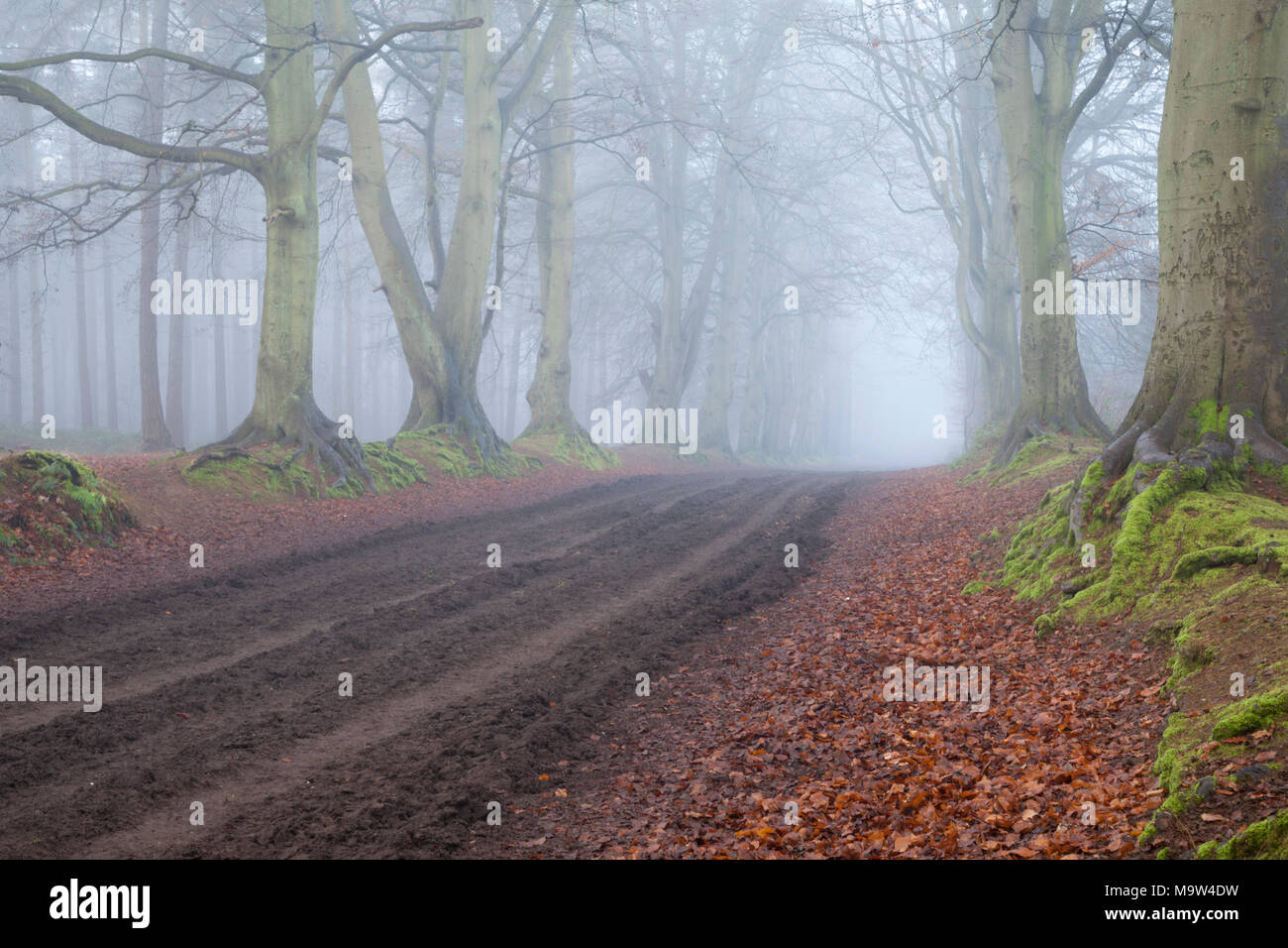 Muddy vehicle tracks from forestry operations along the ancient beech avenue within Harlestone Firs on the edge of Northampton on a very foggy January Stock Photo