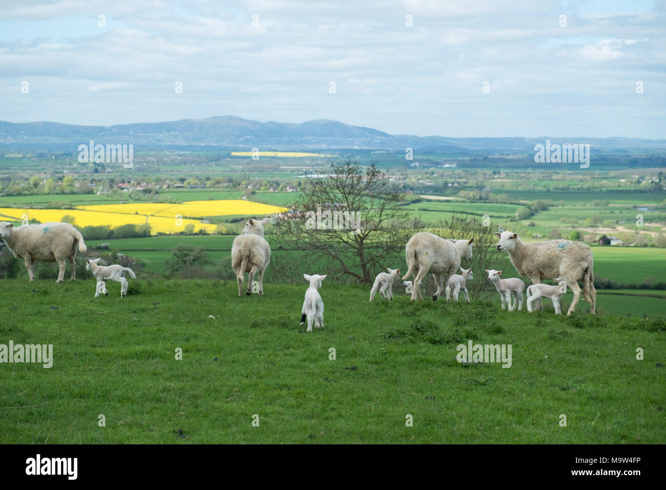Freshly born Spring lambs countryside near Great Comberton at Bredon Hill in Worcestershire, England, United Kingdom. Stock Photo