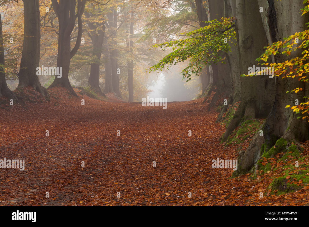Early morning mist among the ancient beech trees within Harlestone Firs on the edge of Northampton in Northamptonshire, England. Stock Photo
