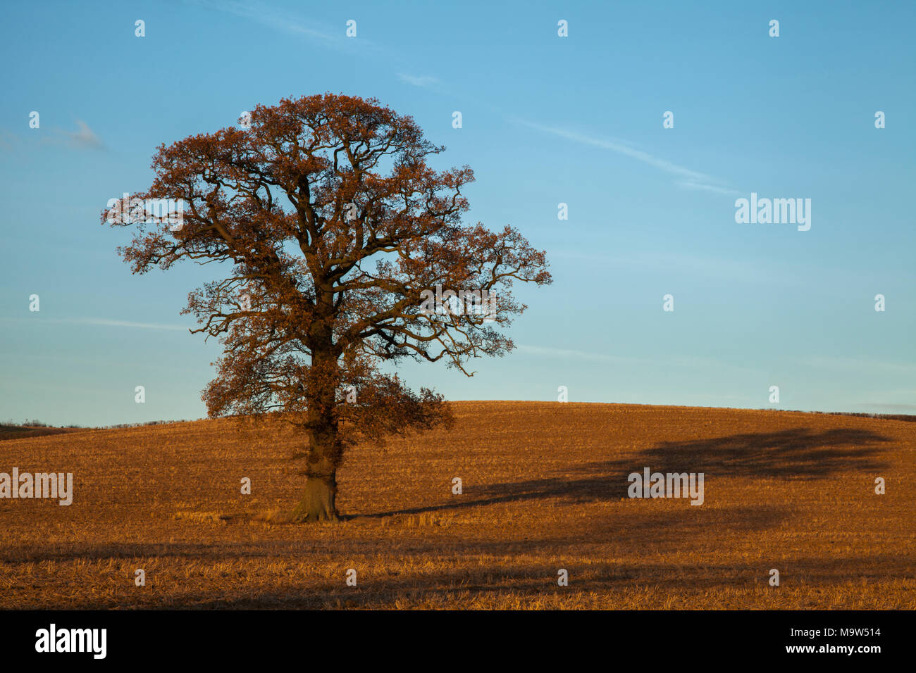 An oak tree in early December hanging on to its golden leaves lit by warm winter sunshine near Holdenby in Northamptonshire, England. Stock Photo