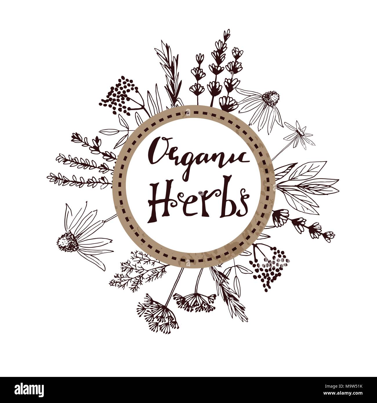 Herbs and medicinal plants collection. Vector hand drawn isolated objects on white Stock Vector