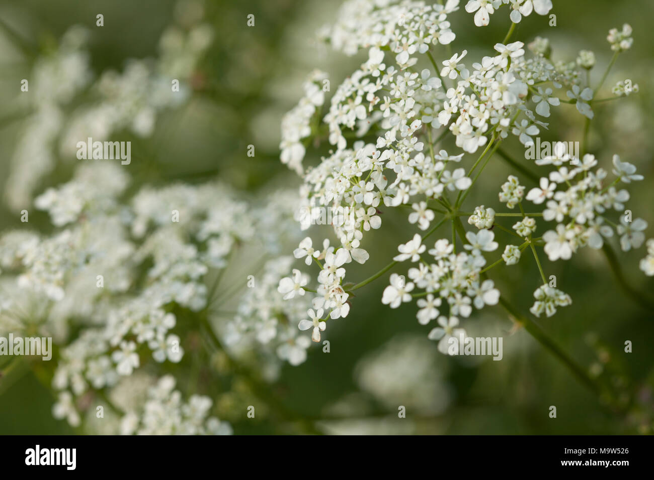 The delicate lace-like flower heads of cow parsley (Anthriscus sylvestris) lit by soft evening light in a Northamptonshire hedgerow, England. Stock Photo