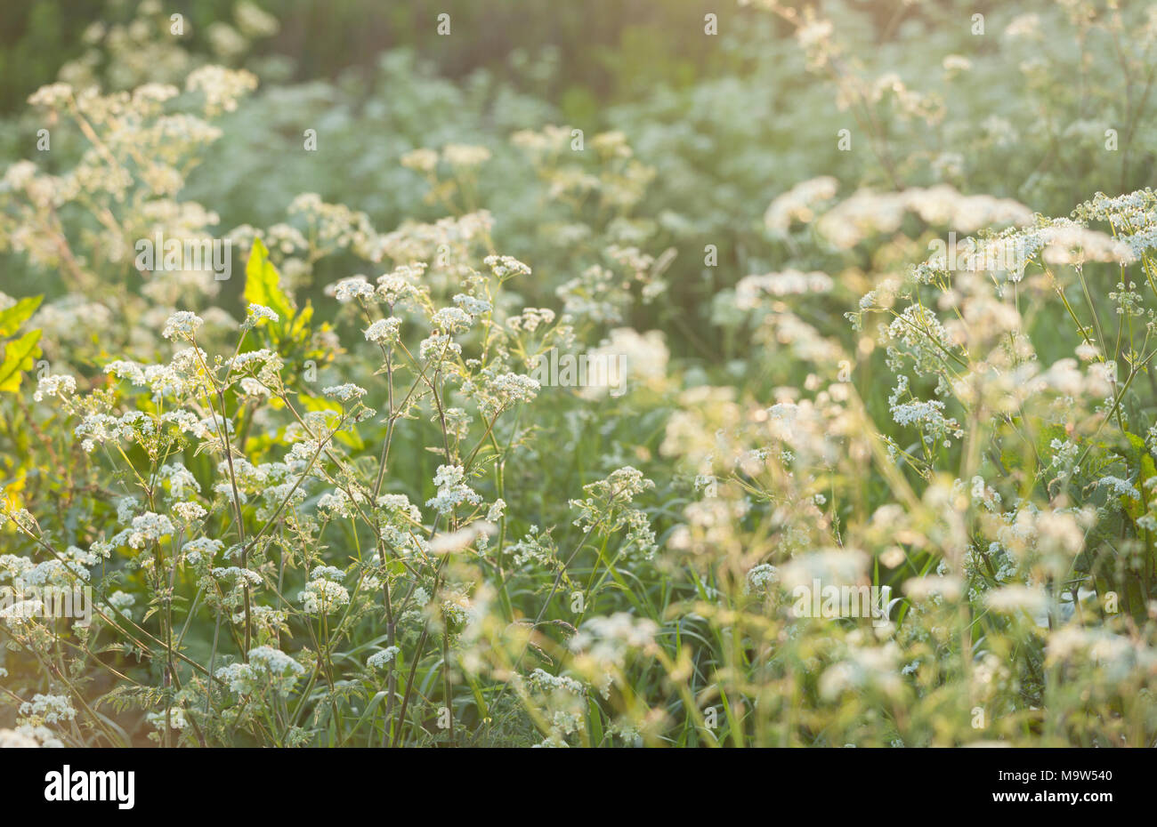 Evening sunlight back-lighting a field edge of flowering cow parsley in early summer in Northamptonshire, England. Stock Photo