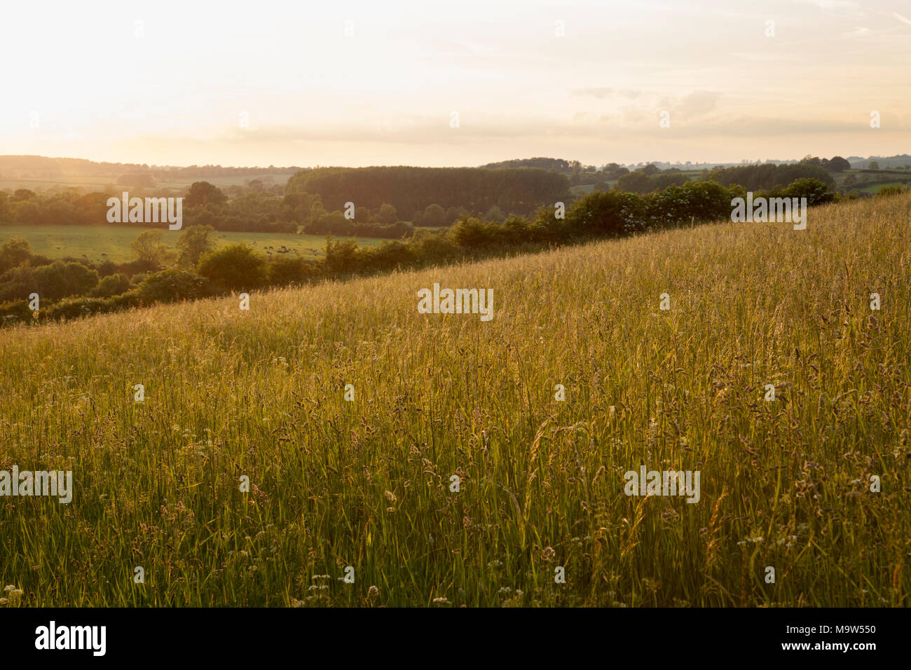 On the slopes of a grassland meadow bathed in golden evening light on the edge of the Brampton valley at Brixworth in Northamptonshire, England. Stock Photo