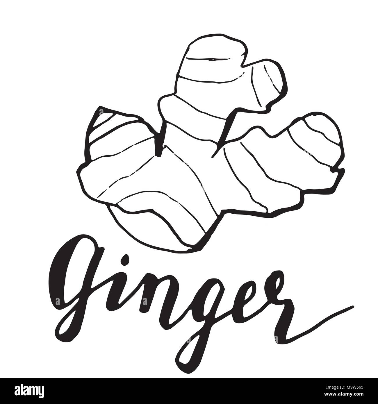 Ginger root leaves hand drawn sketch Royalty Free Vector