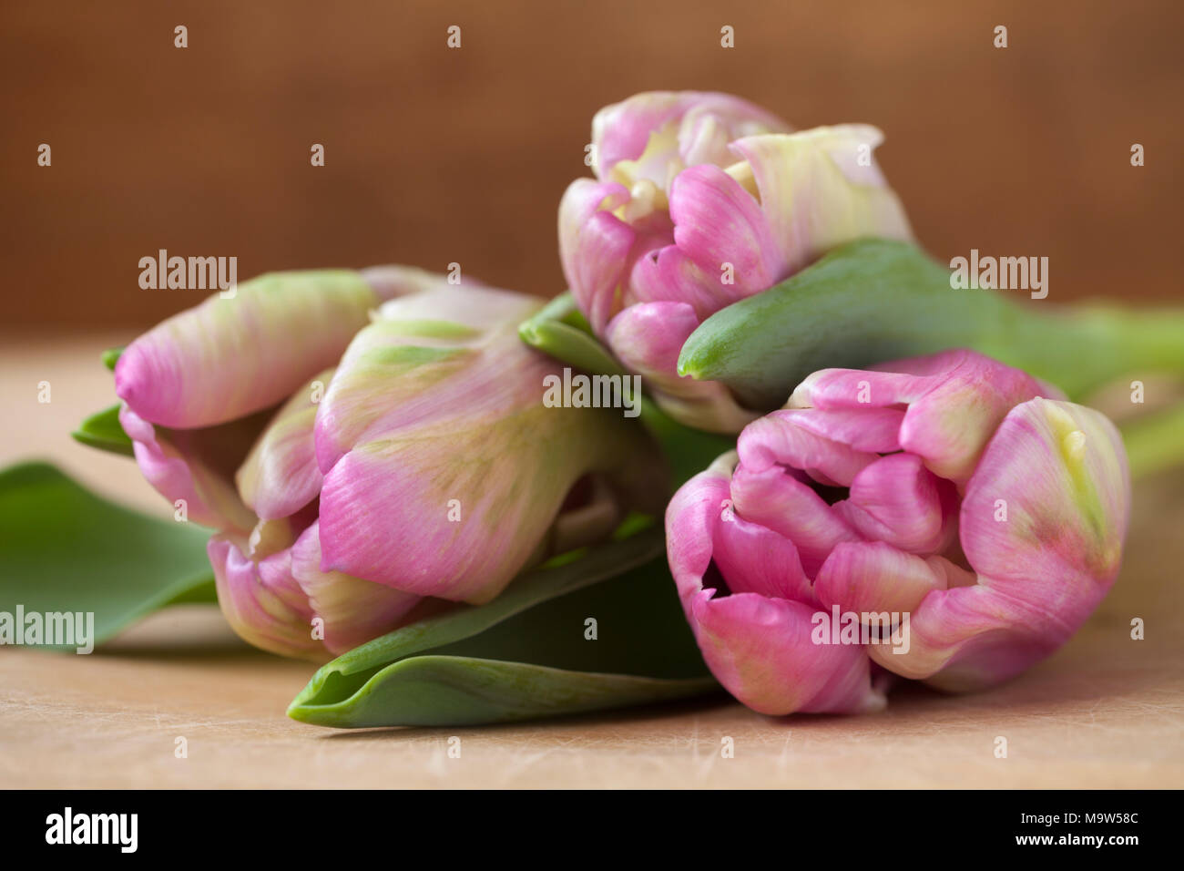 Three tulip stems against neutral background shot in natural light. Stock Photo
