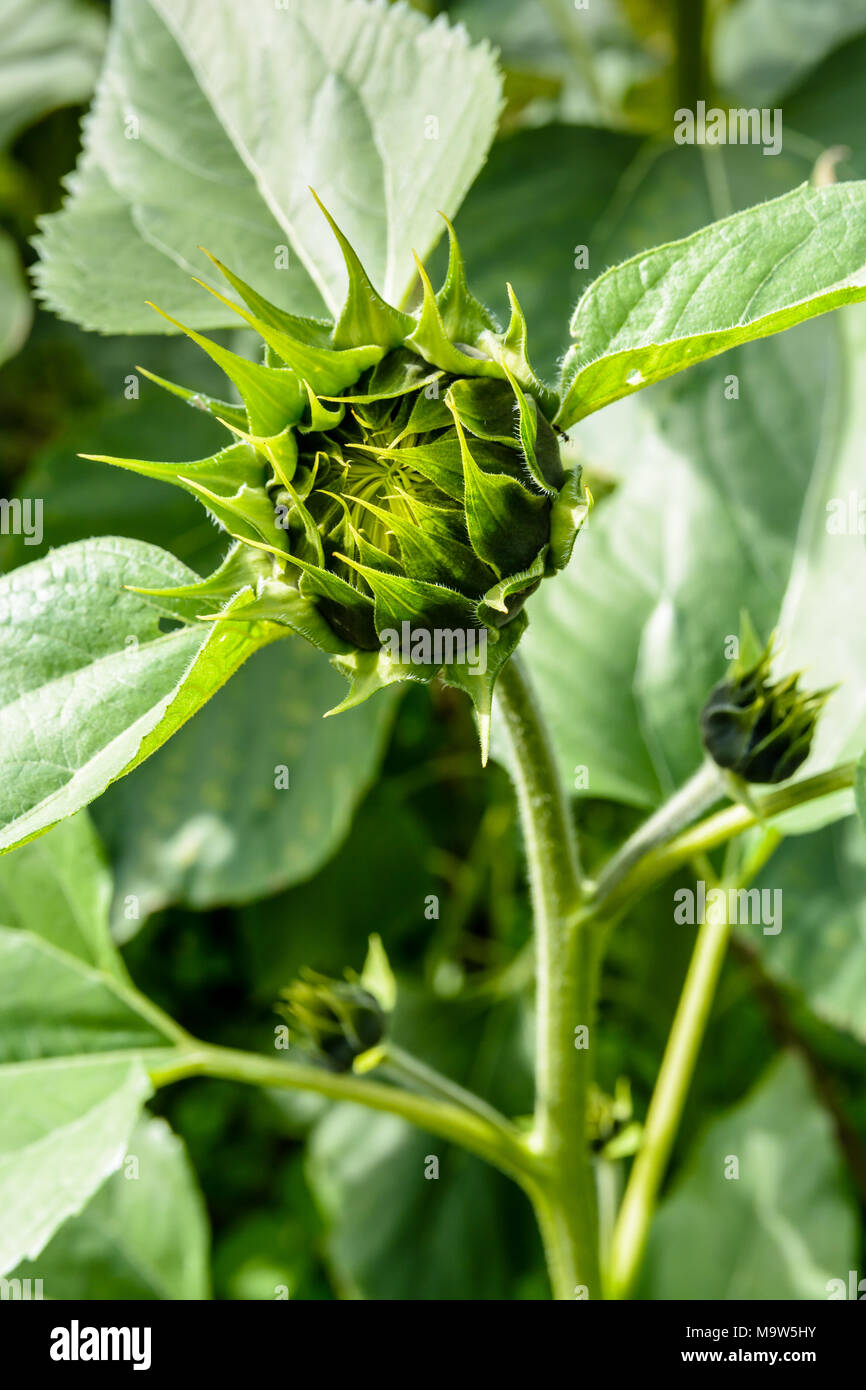 Close-up view of immature flower buds of a sunflower plant. Stock Photo