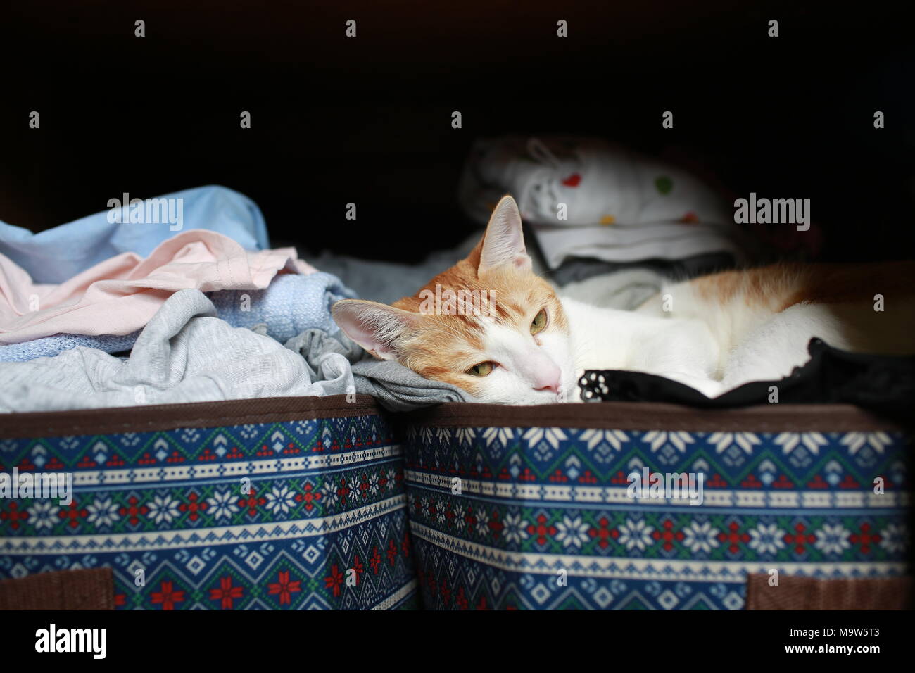 cat hide in wardrobe Stock Photo Alamy