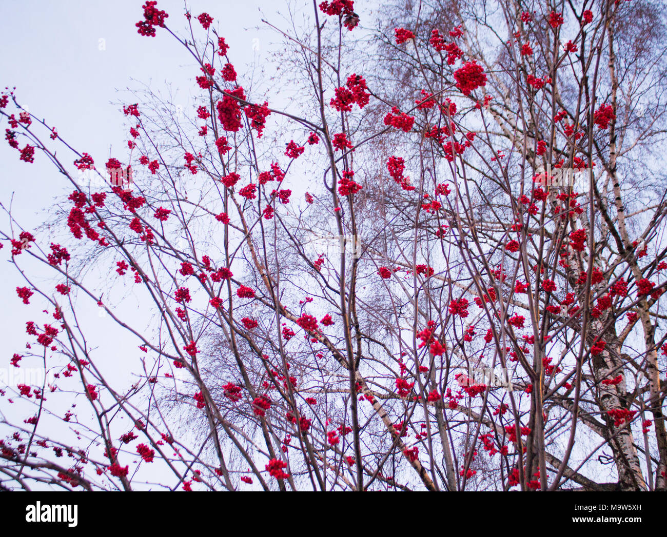 Rowan berries blue sky snow hi-res stock photography and images - Alamy