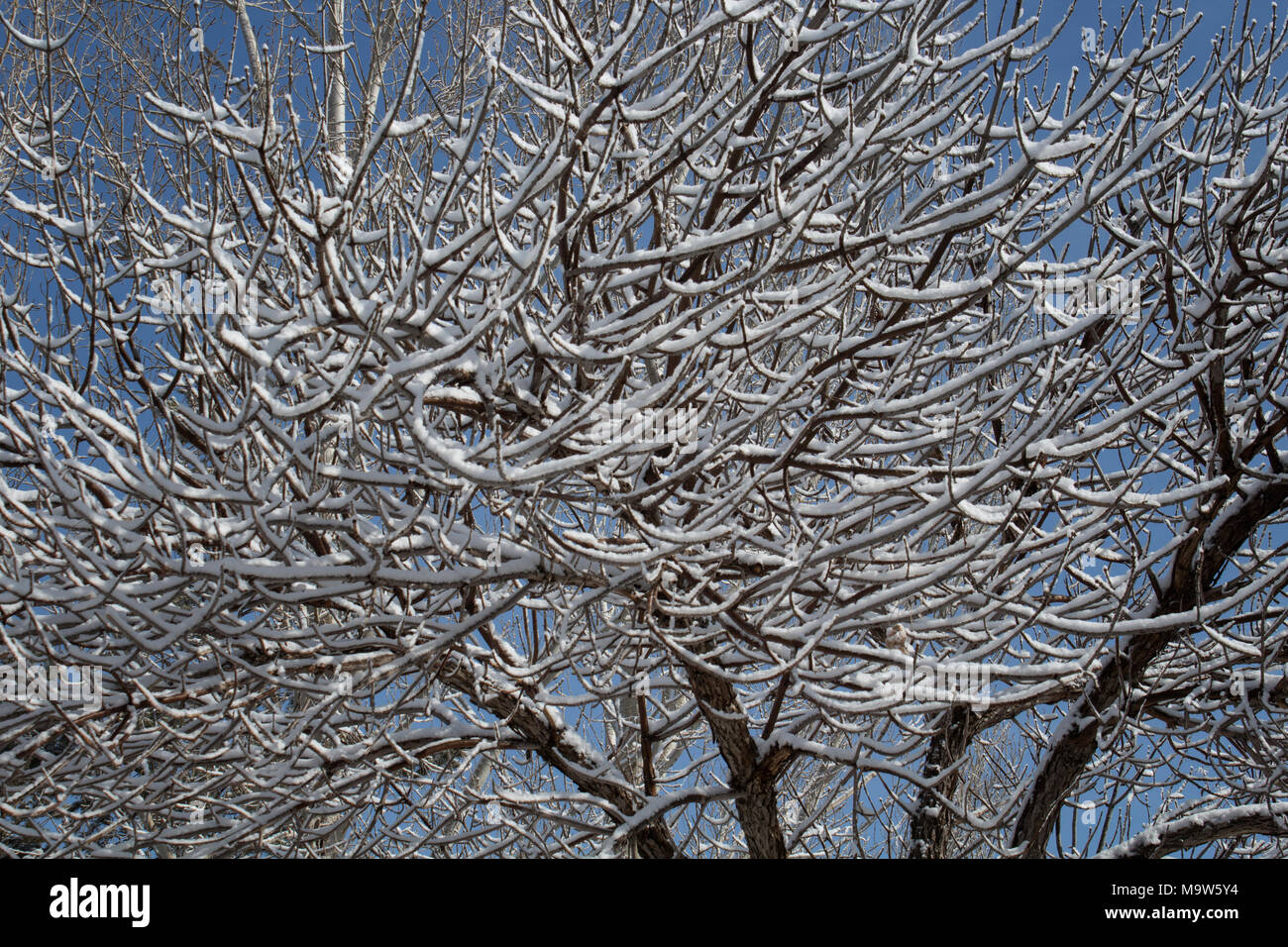 Tree background.Natural background. Beautiful tree and snow. Stock Photo