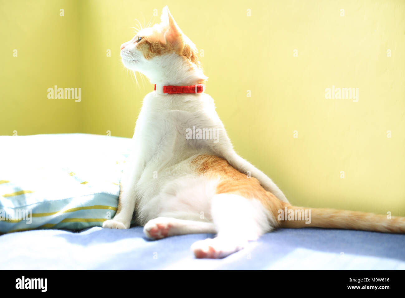 ginger white cat lying and sit on bed Stock Photo