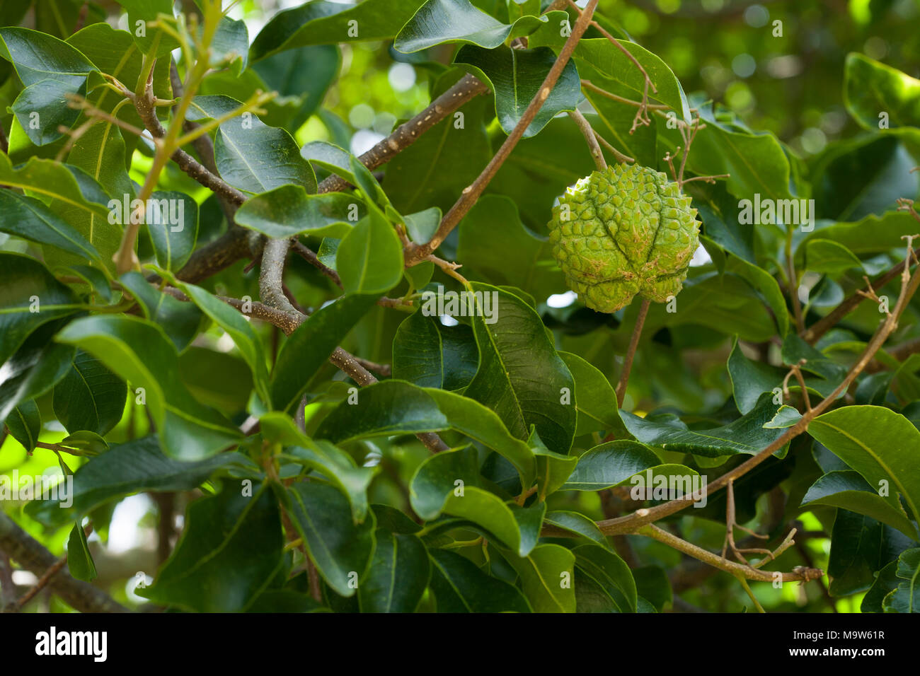 Fruit Capsule High Resolution Stock Photography and Images - Alamy