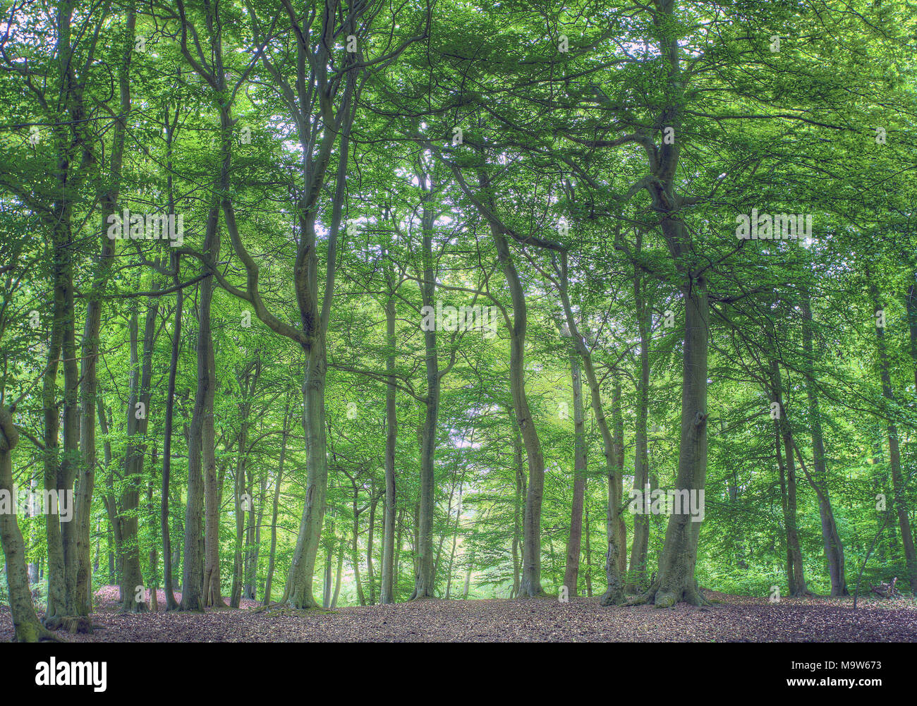 Woodland in Spring in leafy Bucks UK Stock Photo