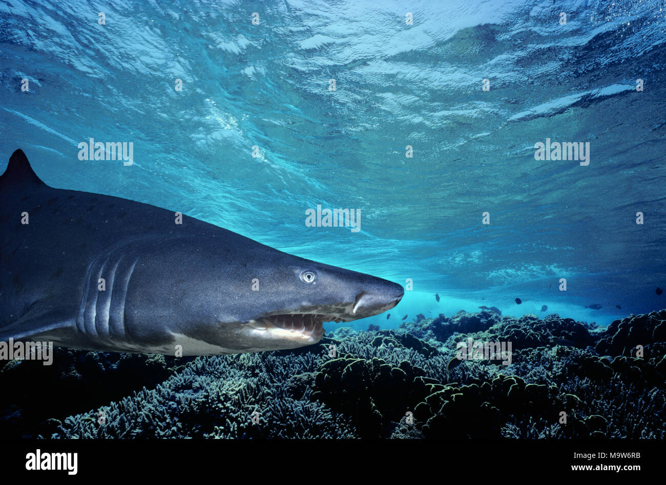 Sand Tiger Shark (Eugomphodus taurus). Durban, South Africa. This image