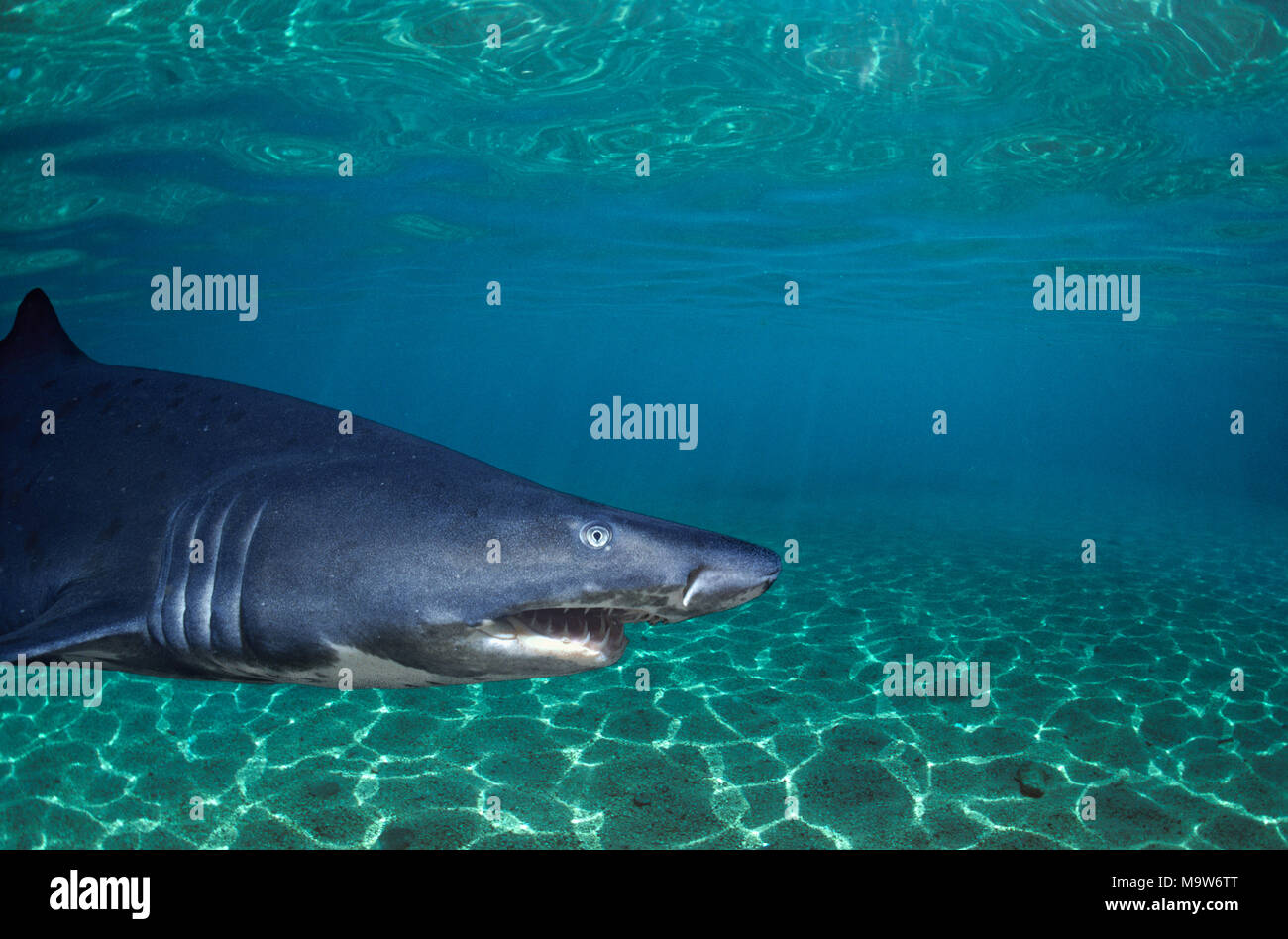 Sand Tiger Shark (Eugomphodus taurus). Durban, South Africa. This image