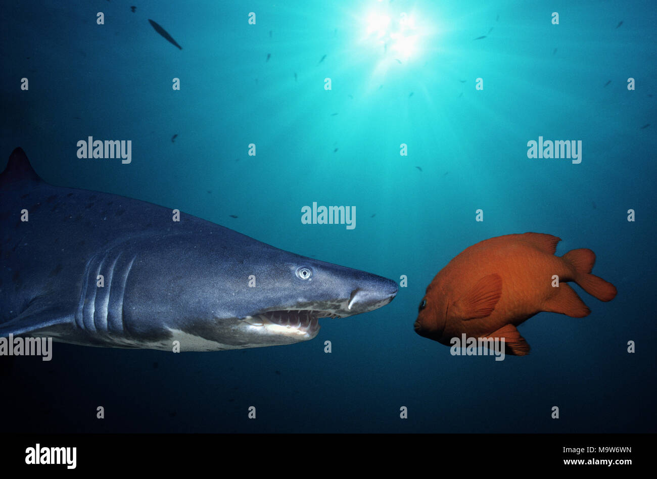 Sand Tiger Shark (Eugomphodus taurus). Durban, South Africa. This image