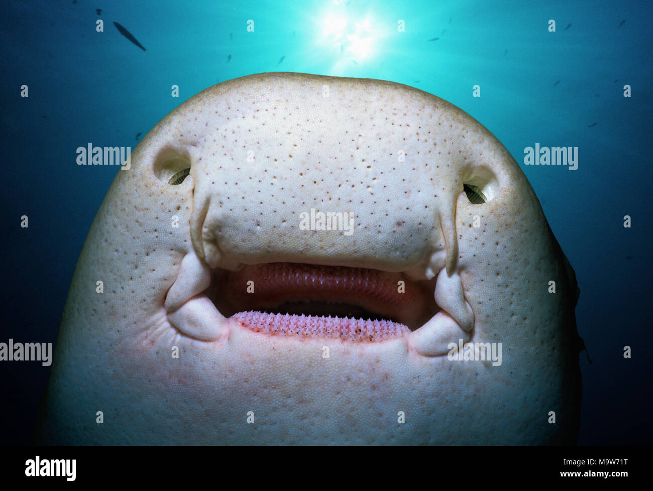 Underside of a Zebra Shark (Stegostoma fasciatum) showing mouth, teeth