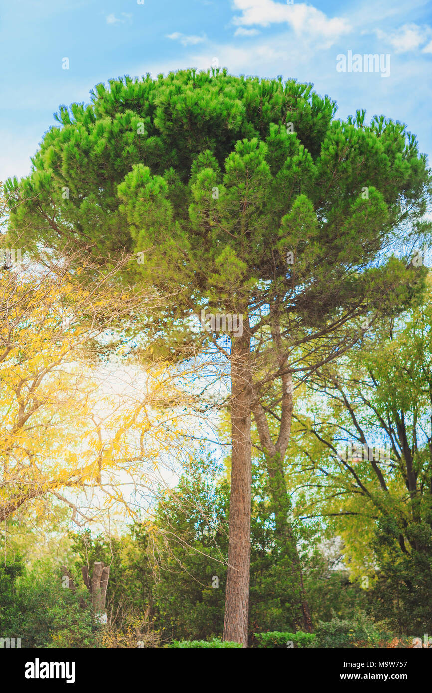 green pine tree on blue sky background Stock Photo - Alamy