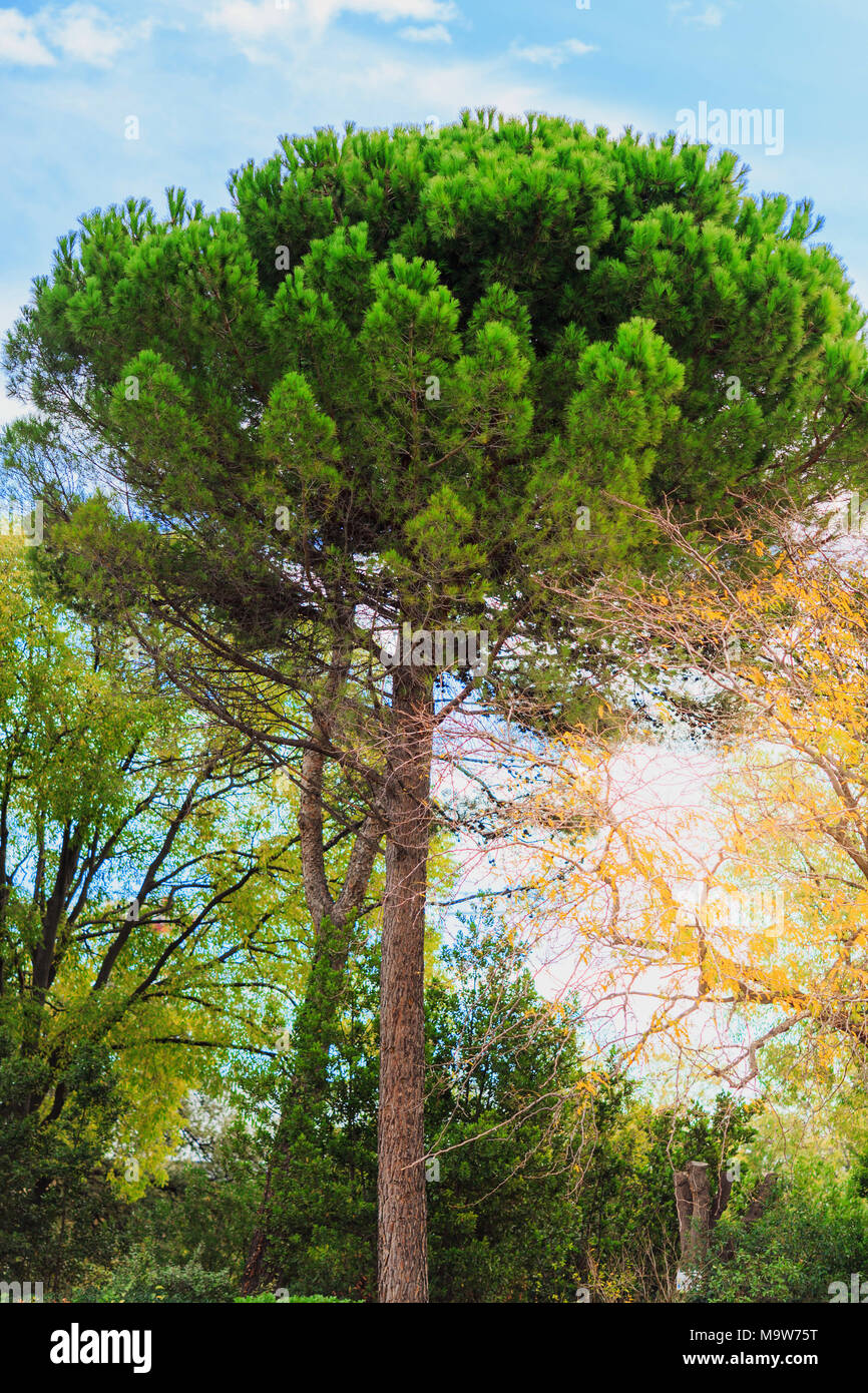 green pine tree on blue sky background Stock Photo - Alamy