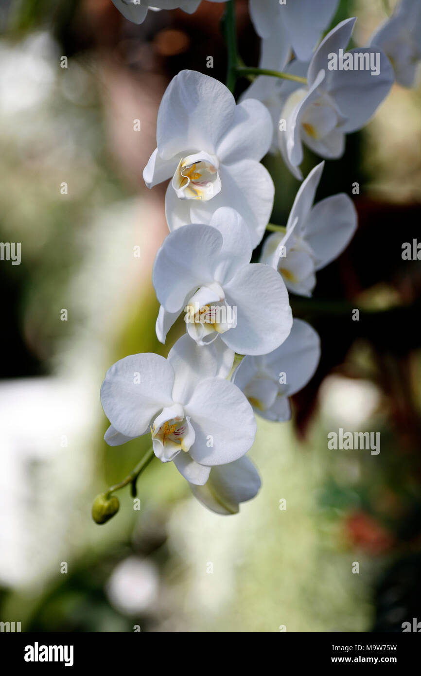 White Phalaenopsis orchid inflorescence against blurred background Stock Photo