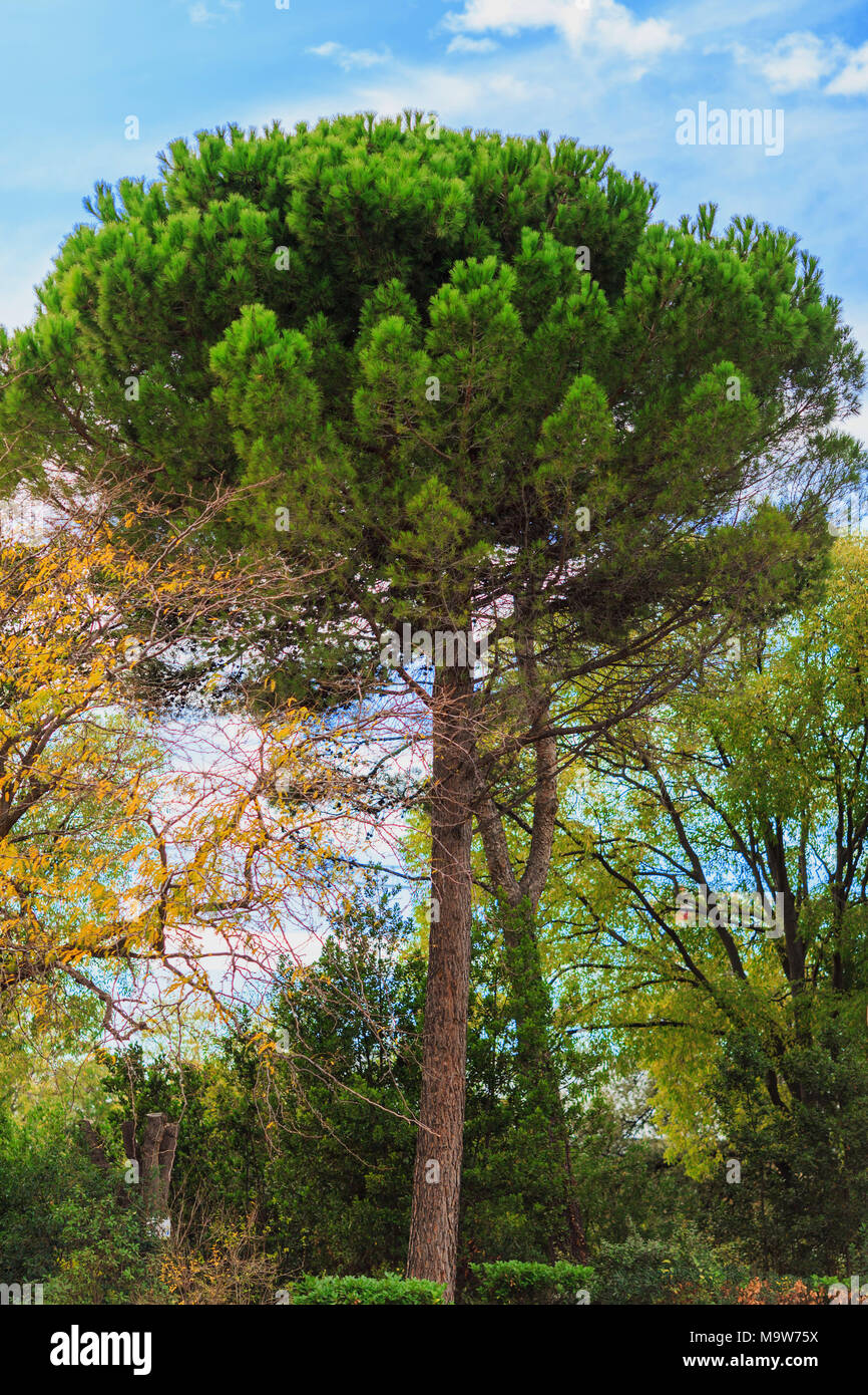 green pine tree on blue sky background Stock Photo - Alamy