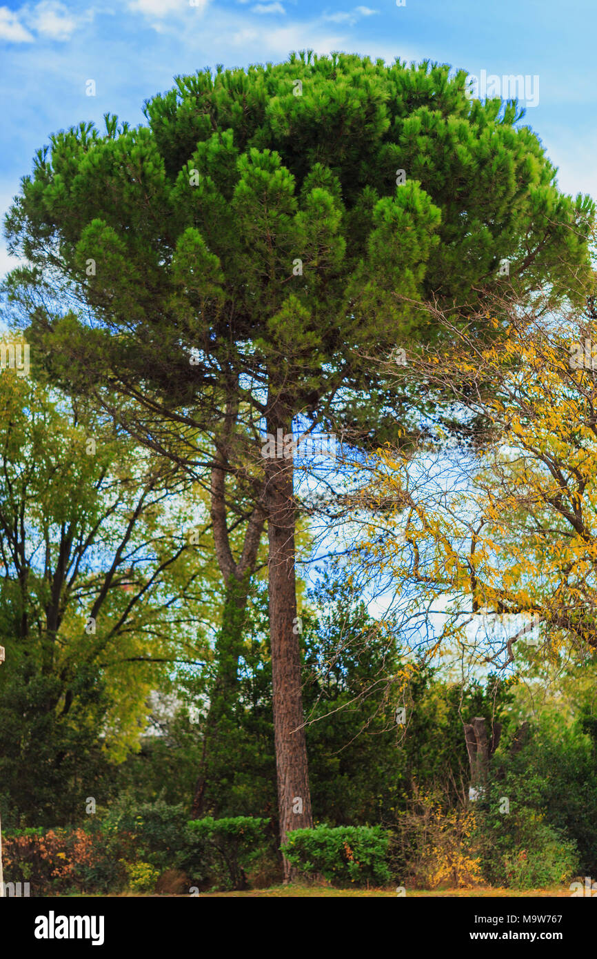 green pine tree on blue sky background Stock Photo - Alamy