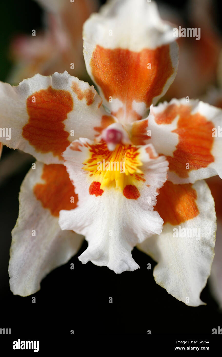 Slose up shot of Vanda orchid Stock Photo