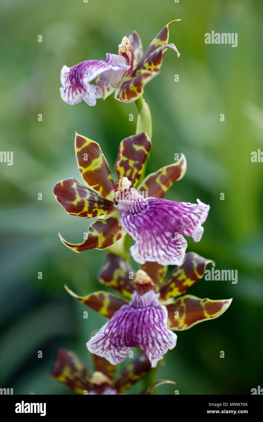 Close up image of orchid Stock Photo