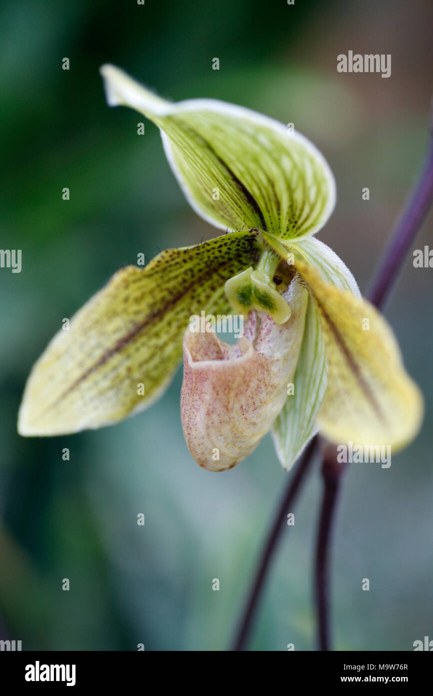 Paphiopedilum Orchid against blured background Stock Photo
