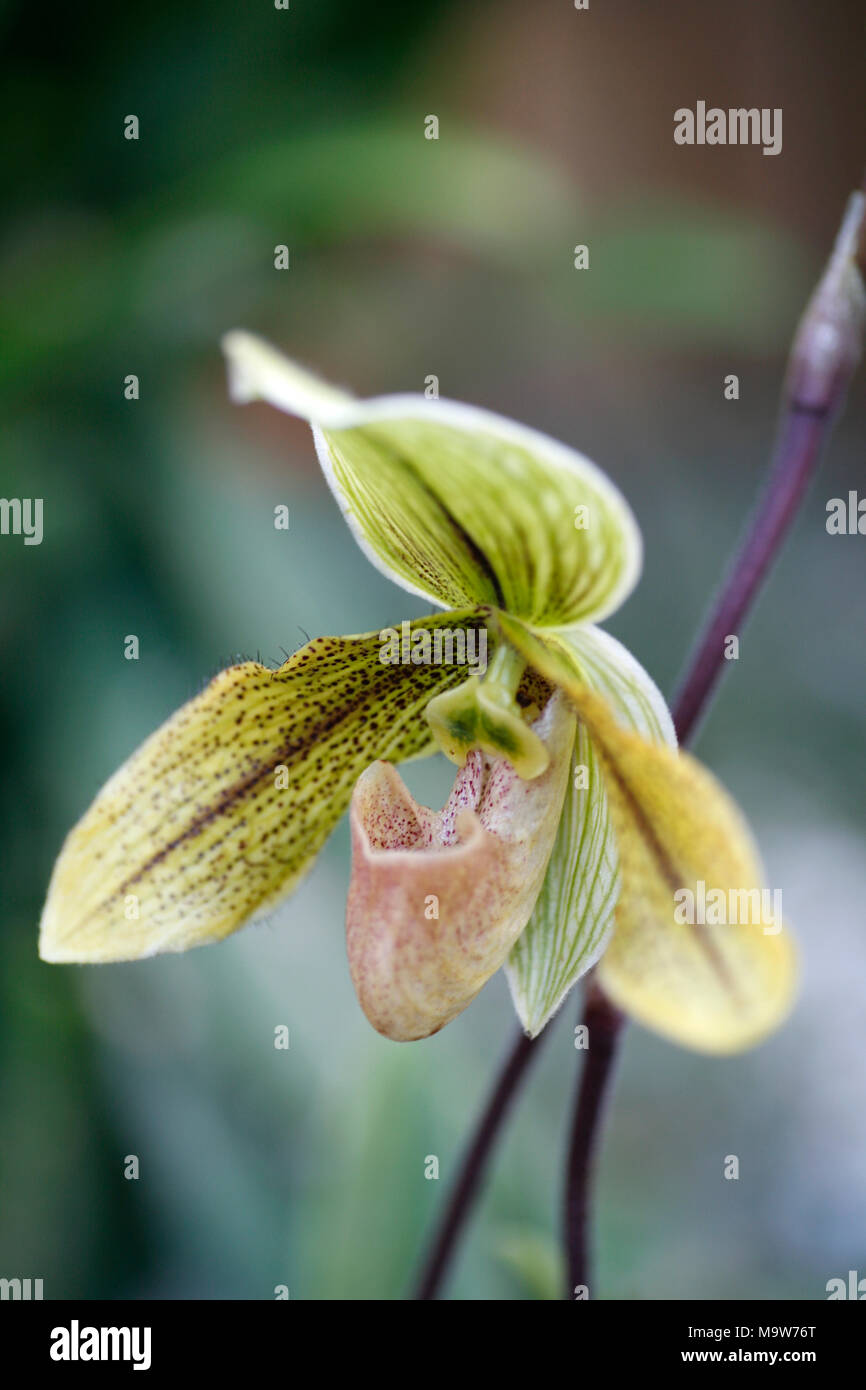 Paphiopedilum Orchid against blured background Stock Photo
