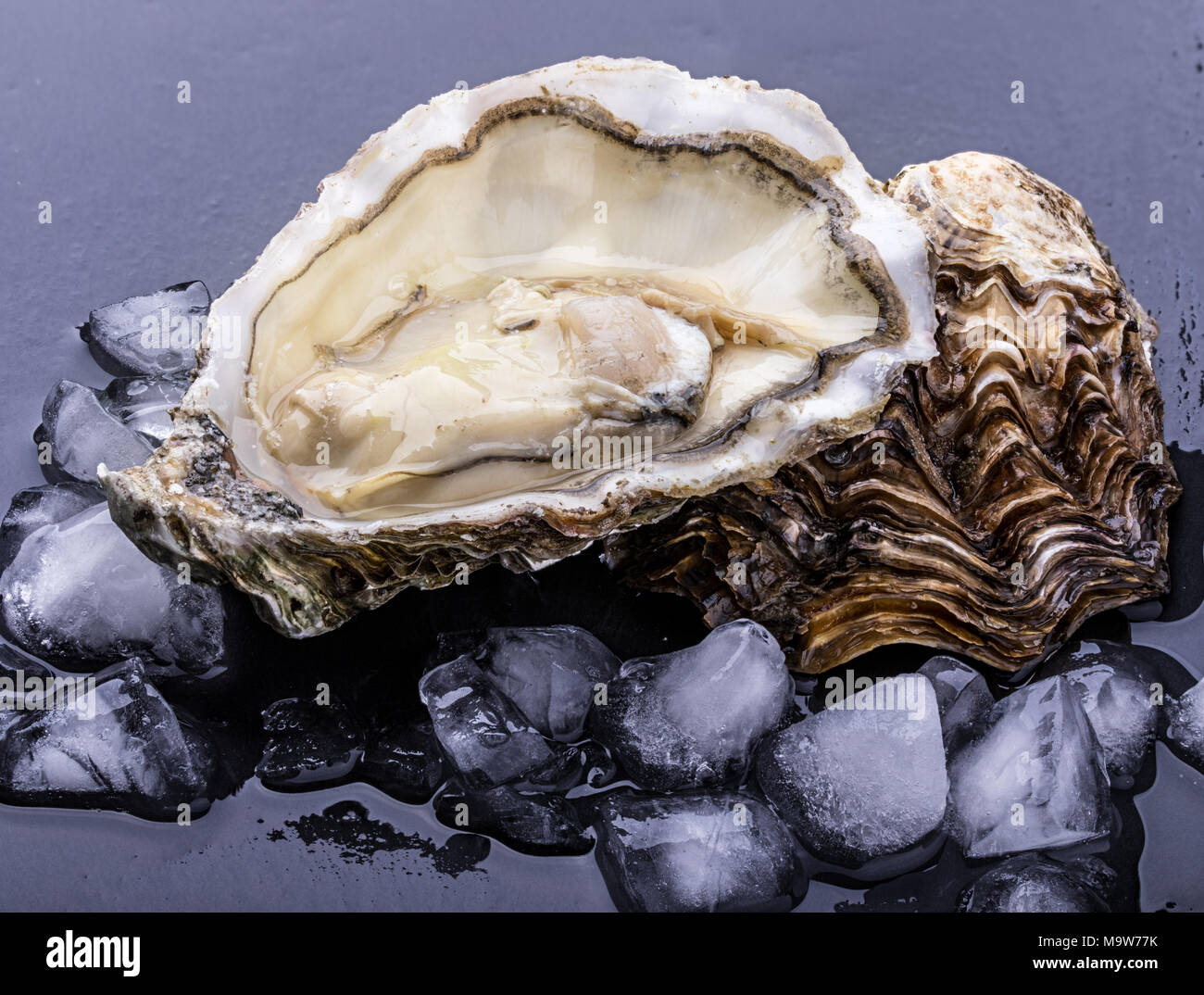 Fresh oyster isolated with shadow on dark background. Clipping path. Stock Photo