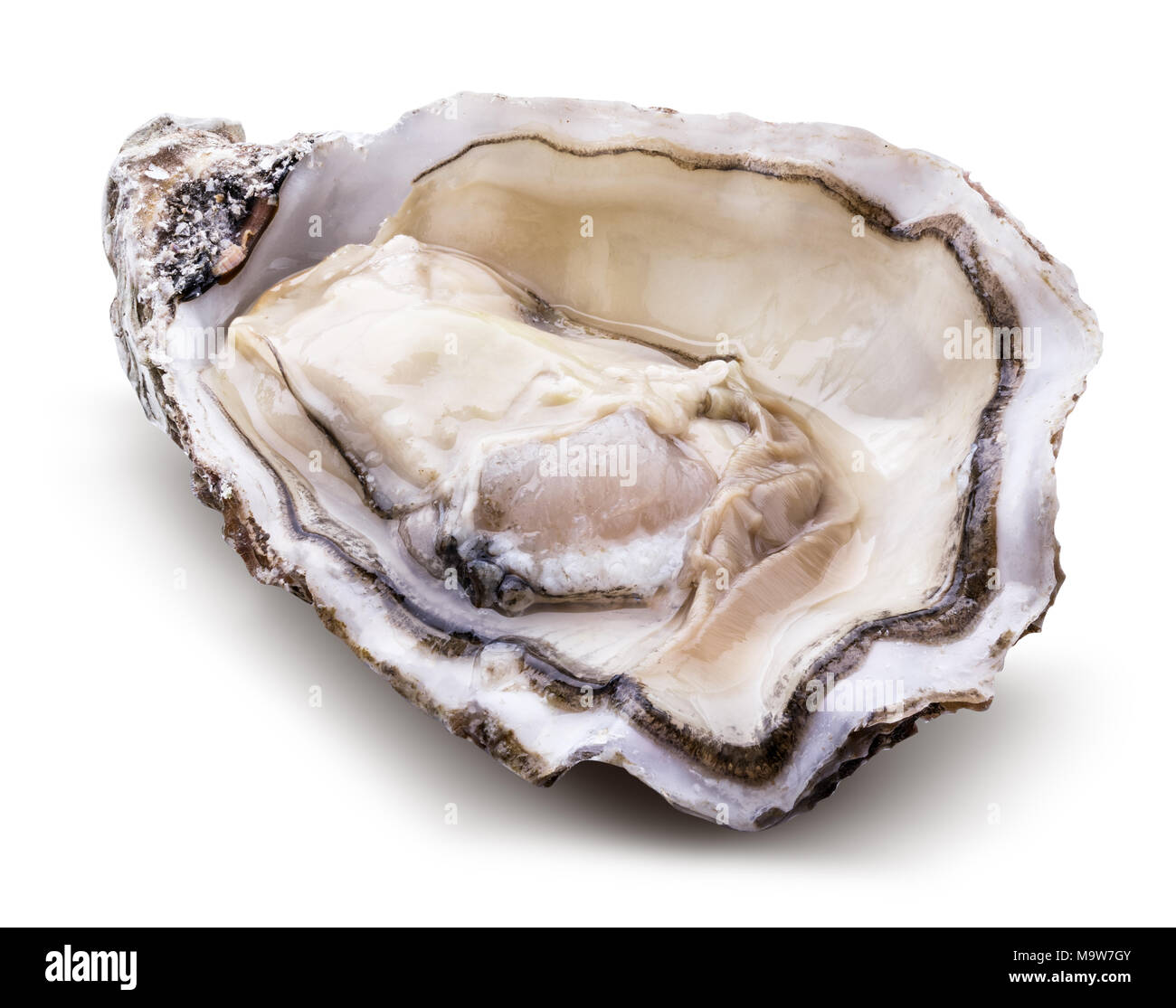 Fresh oyster isolated with shadow on white background. Clipping path. Stock Photo