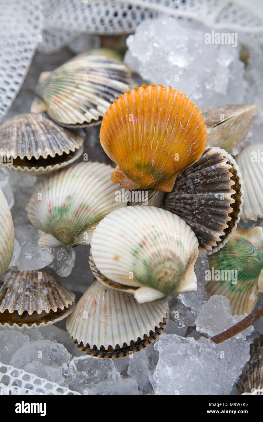 Florida gulf of mexico snorkeling hires stock photography and images